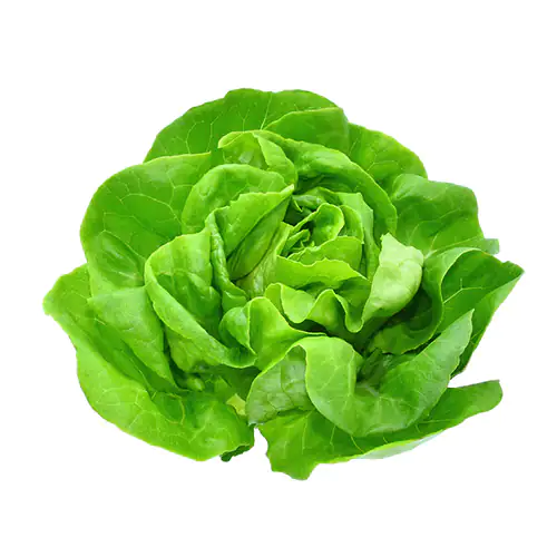 Lettuce Boston 200g Netherlands